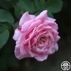 Belinda's Dream 8 Belinda's Dream -Heirloom Roses belinda s dream 14