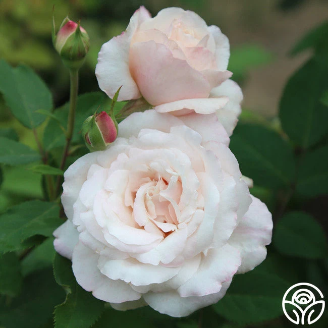 Belinda's Blush 3 Belinda's Blush