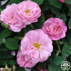 Belle Amour -Heirloom Roses belle amour 2 1