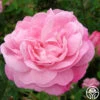 Belle Amour 2 Belle Amour -Heirloom Roses belle amour 3