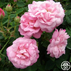 Belle Amour -Heirloom Roses belle amour 4 1