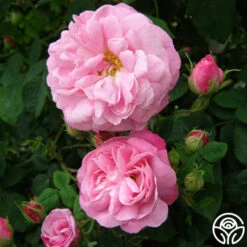 Belle Amour -Heirloom Roses belle amour 5