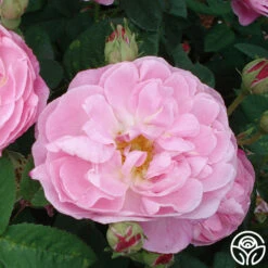 Belle Amour -Heirloom Roses belle amour 6 1