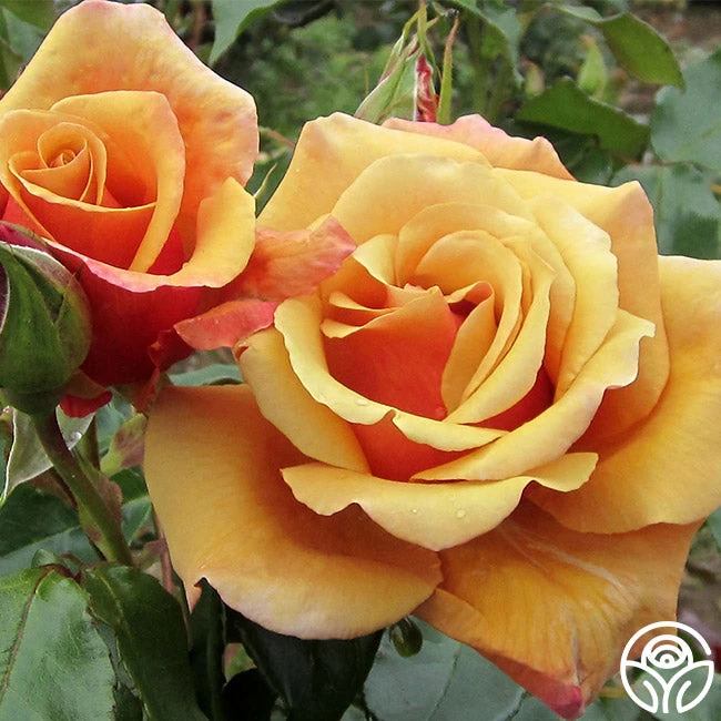 Belle Époque 5 Belle Époque - Image 3