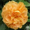 Bernstein-Rose -Heirloom Roses bernstein rose