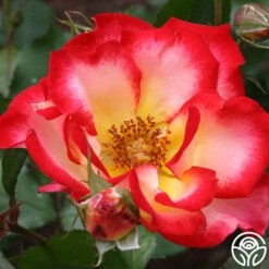 Betty Boop™ 12 Betty Boop™ -Heirloom Roses betty boop 1 8