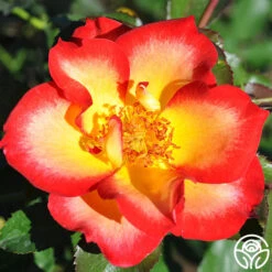 Betty Boop™ 15 Betty Boop™ -Heirloom Roses betty boop 3 8