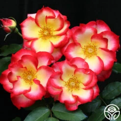 Betty Boop™ 16 Betty Boop™ -Heirloom Roses betty boop 6 8