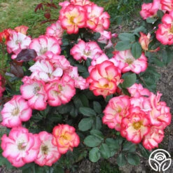 Betty Boop™ 17 Betty Boop™ -Heirloom Roses betty boop 7 1 1