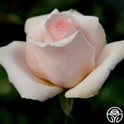 Betty White™ 9 Betty White™ -Heirloom Roses betty white 1 8