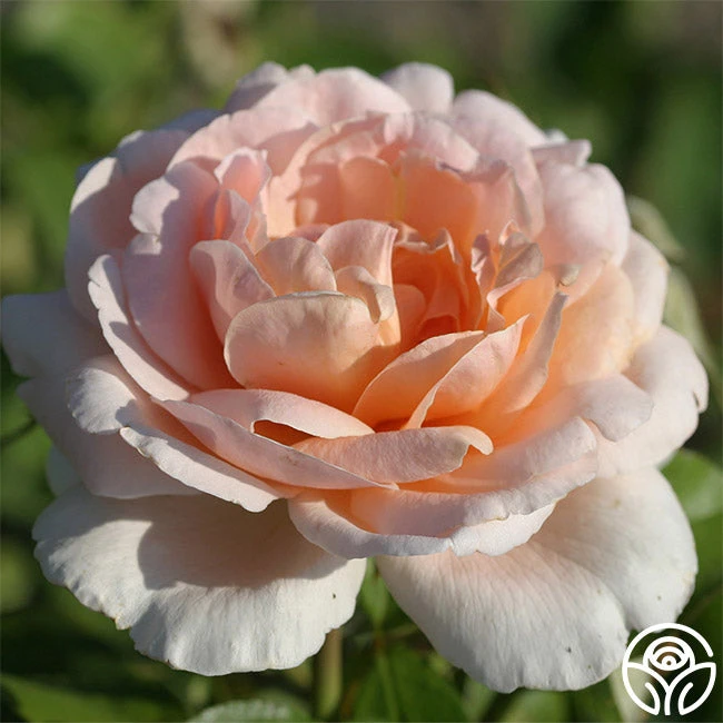 Betty White™ 4 Betty White™ - Image 2