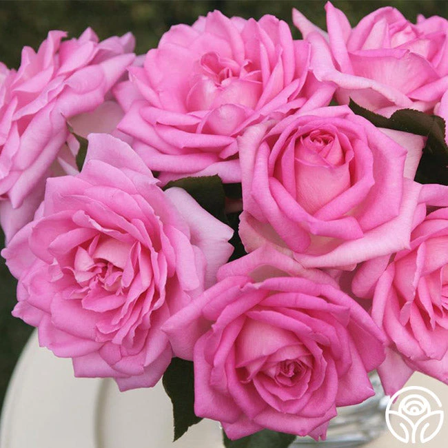 Eleganza® Beverly 3 Eleganza® Beverly