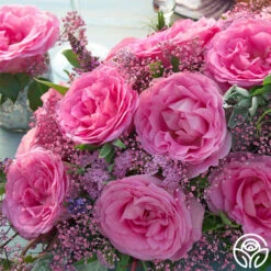 Eleganza® Beverly 16 Eleganza® Beverly -Heirloom Roses beverly 4 1