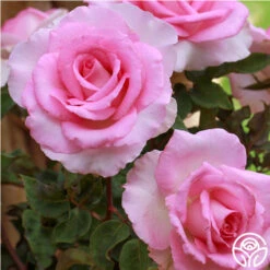 Eleganza® Beverly 23 Eleganza® Beverly -Heirloom Roses beverly 5 1