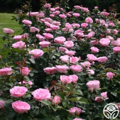 Eleganza® Beverly 19 Eleganza® Beverly -Heirloom Roses beverly 7