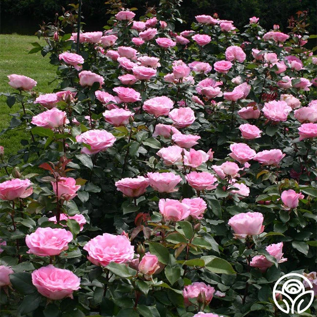 Eleganza® Beverly 9 Eleganza® Beverly - Image 7