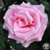 Bewitched -Heirloom Roses bewitched 1 8