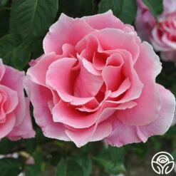 Bewitched 12 Bewitched -Heirloom Roses bewitched 2 8