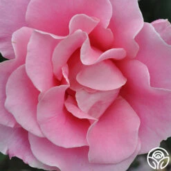 Bewitched 15 Bewitched -Heirloom Roses bewitched 3 1 1