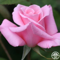 Bewitched 11 Bewitched -Heirloom Roses bewitched 8