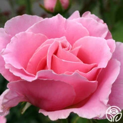 Bewitched 14 Bewitched -Heirloom Roses bewitched 9