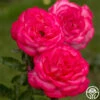 Big Momma™ -Heirloom Roses big momma 1 5