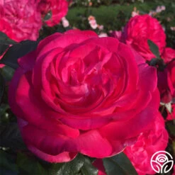 Big Momma™ -Heirloom Roses big momma 2 1 1