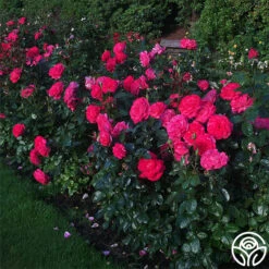 Big Momma™ -Heirloom Roses big momma 3 5