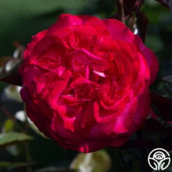 Big Momma™ -Heirloom Roses big momma 5 1
