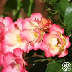 Birthday Girl -Heirloom Roses birthday girl 14