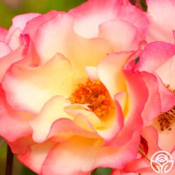 Birthday Girl -Heirloom Roses birthday girl 3 1