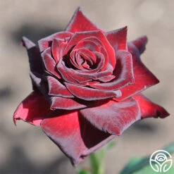 Black Baccara® -Heirloom Roses black baccara 2