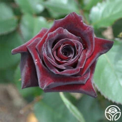 Black Baccara® -Heirloom Roses black baccara 3