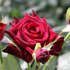 Black Baccara® -Heirloom Roses black baccara 4