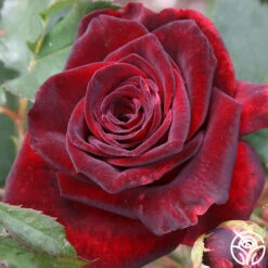 Black Baccara® -Heirloom Roses black baccara 6