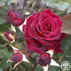 Black Baccara® -Heirloom Roses black baccara 7