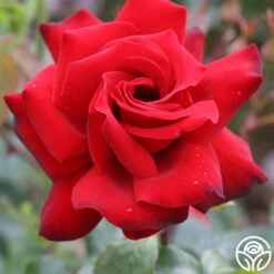 Black Beauty® 11 Black Beauty® -Heirloom Roses black beauty 2 2