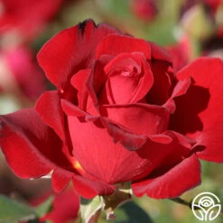 Black Beauty® 15 Black Beauty® -Heirloom Roses black beauty 3 1