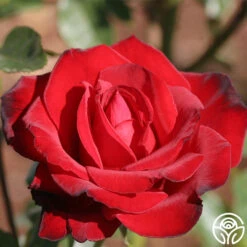 Black Beauty® 12 Black Beauty® -Heirloom Roses black beauty 4 1 2