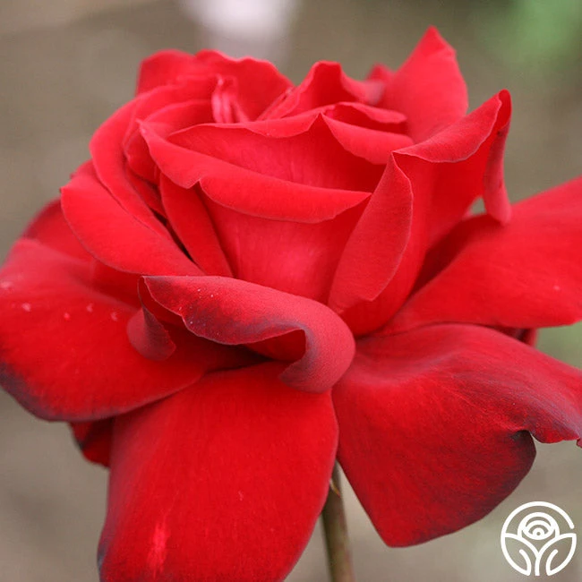 Black Beauty® 8 Black Beauty® - Image 6