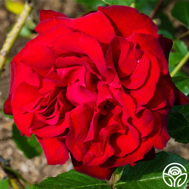 Black Cherry™ 4 Black Cherry™ - Image 2