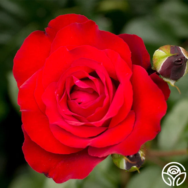 Black Cherry™ 3 Black Cherry™