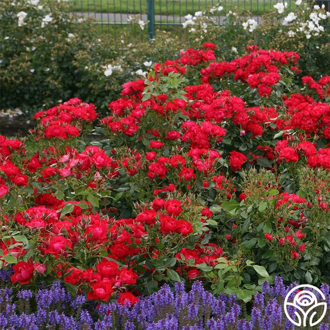 Black Forest Rose® 4 Black Forest Rose® - Image 2