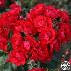 Black Forest Rose® 11 Black Forest Rose® -Heirloom Roses black forest rose 2