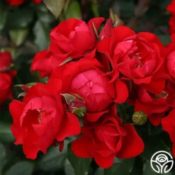 Black Forest Rose® 15 Black Forest Rose® -Heirloom Roses black forest rose 3