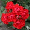 Black Forest Rose®