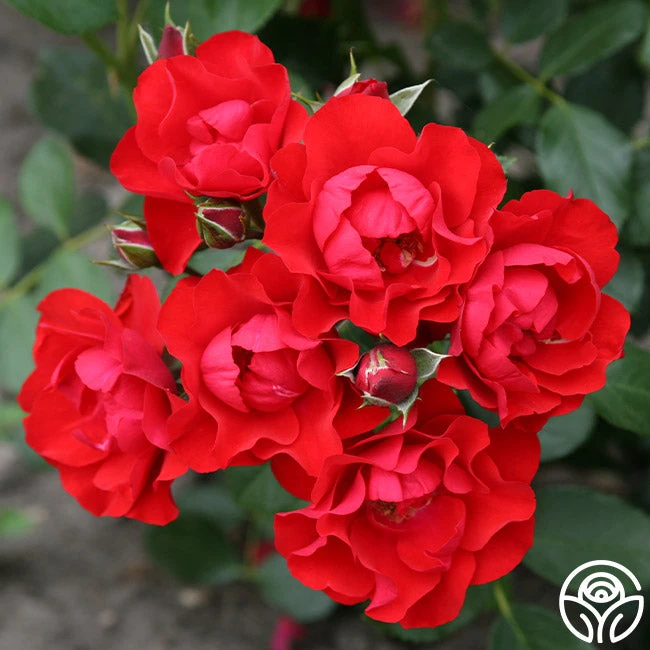 Black Forest Rose® 3 Black Forest Rose®