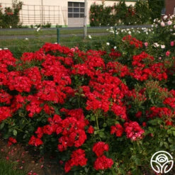 Black Forest Rose® 13 Black Forest Rose® -Heirloom Roses black forest rose 5 1