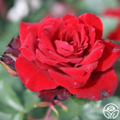 Black Ice™ -Heirloom Roses black ice 3 8