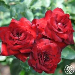 Black Ice™ -Heirloom Roses black ice 4 8